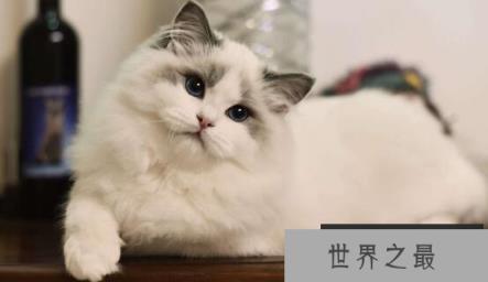 世界上最粘人的五种猫 世界上最粘人的五种猫