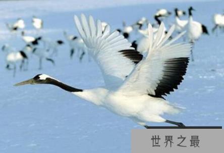 世界上最优雅美丽的鸟类 世界上最优雅美丽的鸟类