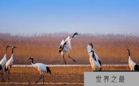 世界上最优雅美丽的鸟类 世界上最优雅美丽的鸟类