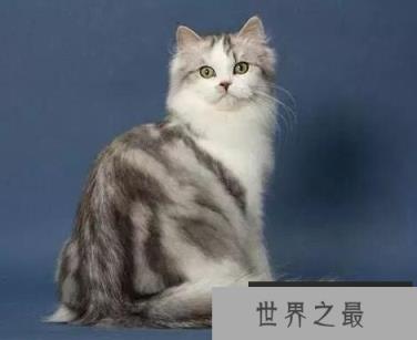 世界上最粘人的五种猫 世界上最粘人的五种猫