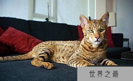 世界上最贵的猫咪:17万一只的阿什拉猫 世界上最贵的猫咪:17万一只的阿什拉猫