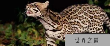 世界上最贵的猫咪:17万一只的阿什拉猫 世界上最贵的猫咪:17万一只的阿什拉猫