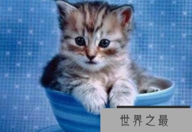 世界上体型最小的猫：皮堡斯