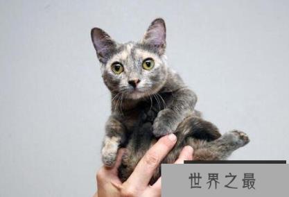 世界上最小的猫种:新加坡猫 世界上最小的猫种:新加坡猫
