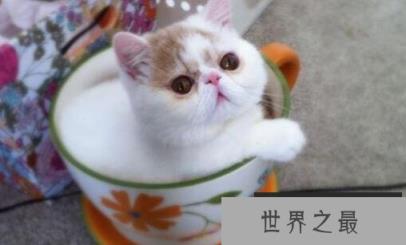 世界上最小的猫种:新加坡猫 世界上最小的猫种:新加坡猫