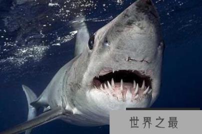 世界上速度最快的鲨鱼