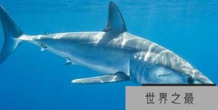 世界上速度最快的鲨鱼