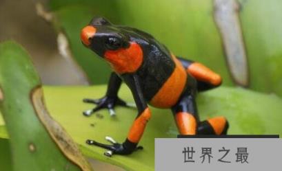 世界最毒青蛙,红带箭毒蛙 世界最毒青蛙,红带箭毒蛙
