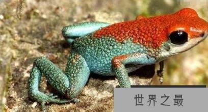 世界最毒青蛙,红带箭毒蛙 世界最毒青蛙,红带箭毒蛙