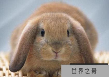 最受女性欢迎的宠物兔 最受女性欢迎的宠物兔