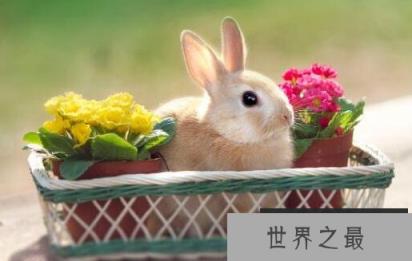 世界上最小的兔子，荷兰侏儒兔
