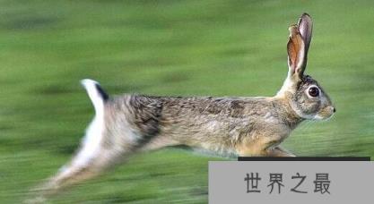 世界上最快的兔子