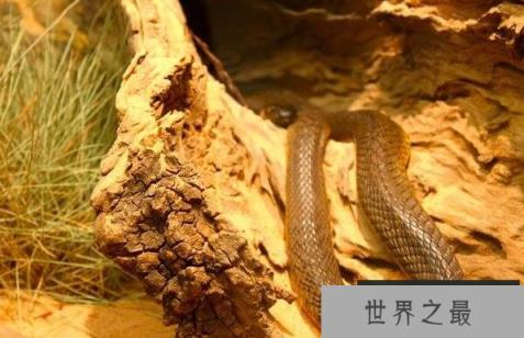 世界上最毒的陆栖蛇，内陆太攀蛇