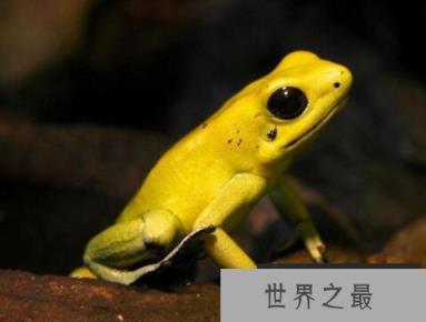 世界上最毒的动物，竟然是黄金箭毒蛙