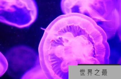 世界上最原始的桃花水母，5.5亿年前已诞生