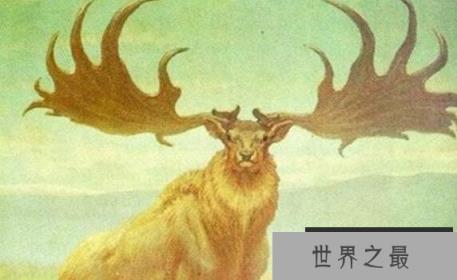 世界上最长的鹿角:大角鹿鹿角可达4米 世界上最长的鹿角:大角鹿鹿角可达4米