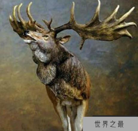 世界上最长的鹿角:大角鹿鹿角可达4米 世界上最长的鹿角:大角鹿鹿角可达4米