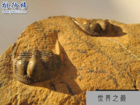 奥陶纪十大恐怖生物 揭秘奥陶纪生物大灭绝原因