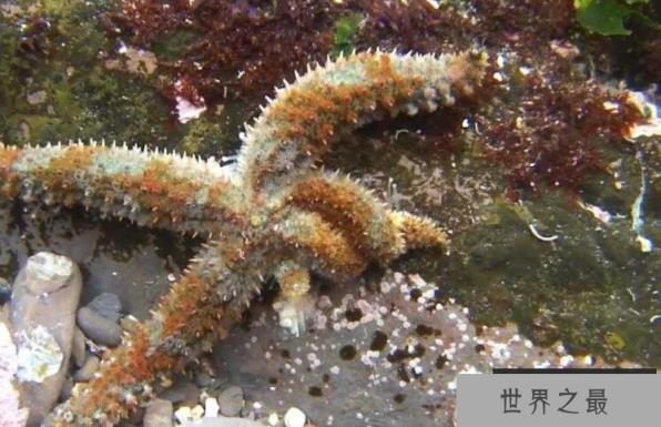 奥陶纪十大恐怖生物 揭秘奥陶纪生物大灭绝原因