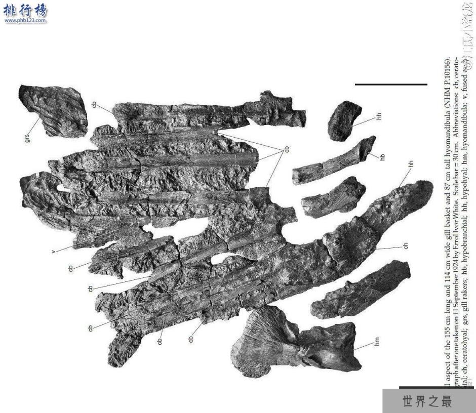最大的硬骨鱼类:利兹鱼身长35米,体重如同三头非洲象