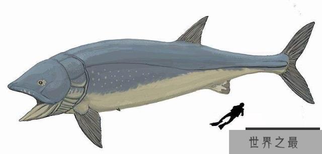 最大的硬骨鱼类:利兹鱼身长35米,体重如同三头非洲象