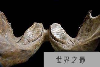 最大的硬骨鱼类:利兹鱼身长35米,体重如同三头非洲象