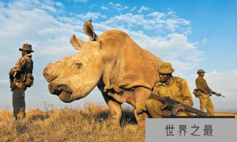 世界十大濒危动物排行榜 世界上即将灭绝的动物