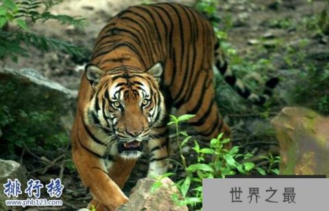 世界十大濒危动物排行榜 世界上即将灭绝的动物