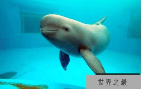 中国十大濒危动物排行榜 中国即将灭绝的动物