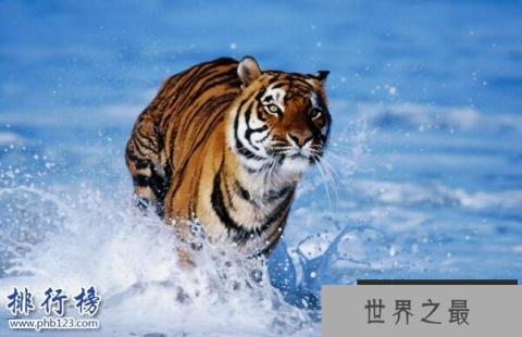 中国十大濒危动物排行榜 中国即将灭绝的动物