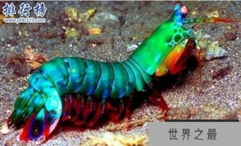 世界上最凶猛的虾:雀尾螳螂虾,可击穿防弹玻璃(视频)