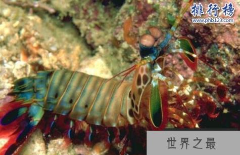 世界上最凶猛的虾:雀尾螳螂虾,可击穿防弹玻璃(视频)