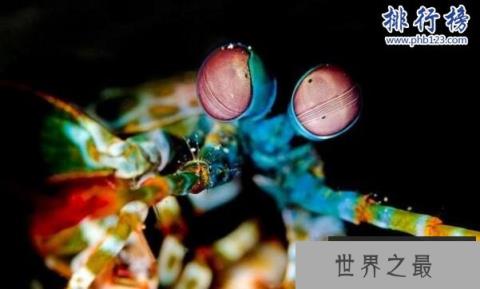 世界上最凶猛的虾:雀尾螳螂虾,可击穿防弹玻璃(视频)