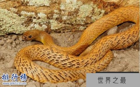 世界十大最毒的动物排行榜 毒性最强的动物盘点