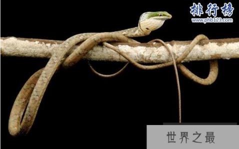 世界十大最毒的动物排行榜 毒性最强的动物盘点