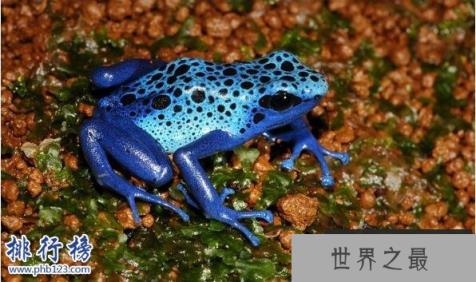 世界十大最毒的动物排行榜 毒性最强的动物盘点