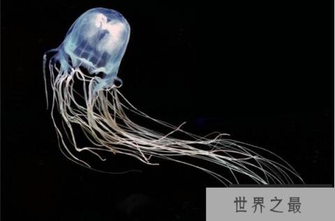 世界十大最毒的动物排行榜 毒性最强的动物盘点