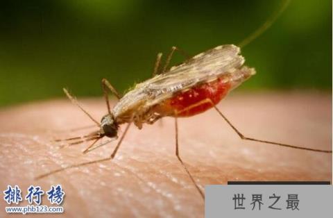 世界十大最毒的动物排行榜 毒性最强的动物盘点