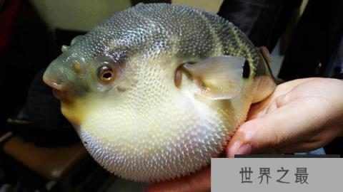 世界十大最毒的动物排行榜 毒性最强的动物盘点