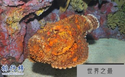 世界十大最毒的动物排行榜 毒性最强的动物盘点