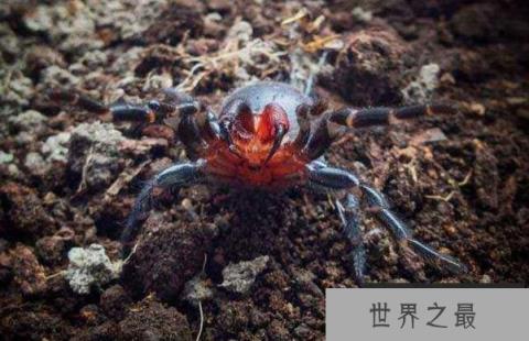 世界上十大最毒的蜘蛛排名 巴西游走蛛可使男人终生阳痿