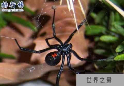 世界上十大最毒的蜘蛛排名 巴西游走蛛可使男人终生阳痿