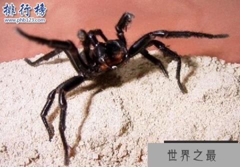 世界上十大最毒的蜘蛛排名 巴西游走蛛可使男人终生阳痿
