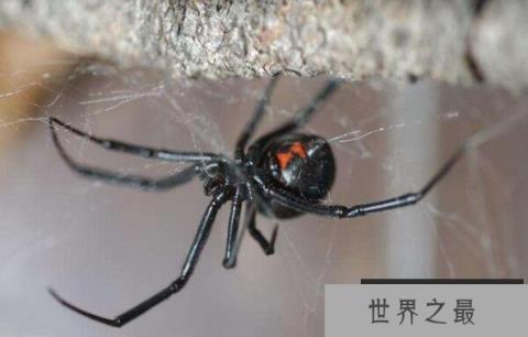 世界上十大最毒的蜘蛛排名 巴西游走蛛可使男人终生阳痿