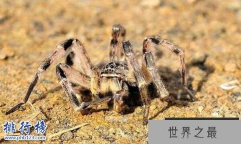 世界上十大最毒的蜘蛛排名 巴西游走蛛可使男人终生阳痿