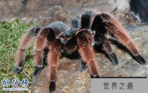 世界上十大最毒的蜘蛛排名 巴西游走蛛可使男人终生阳痿