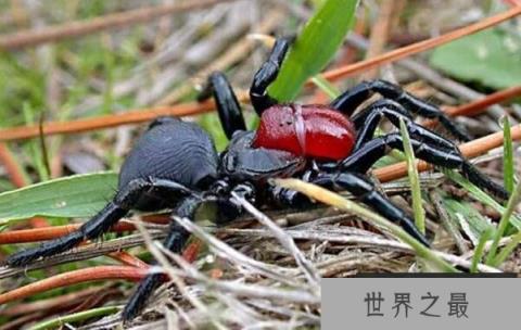 世界上十大最毒的蜘蛛排名 巴西游走蛛可使男人终生阳痿