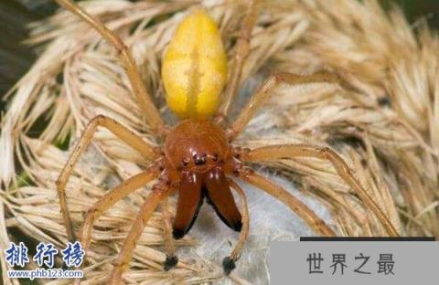 世界上十大最毒的蜘蛛排名 巴西游走蛛可使男人终生阳痿
