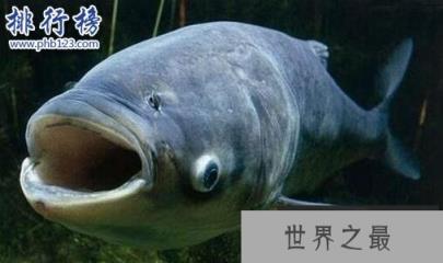 世界十大最凶猛淡水鱼，亚马逊鲇鱼能扯断承重400斤的鱼线