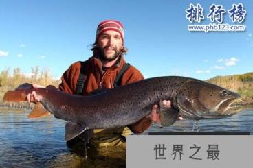 世界十大最凶猛淡水鱼，亚马逊鲇鱼能扯断承重400斤的鱼线